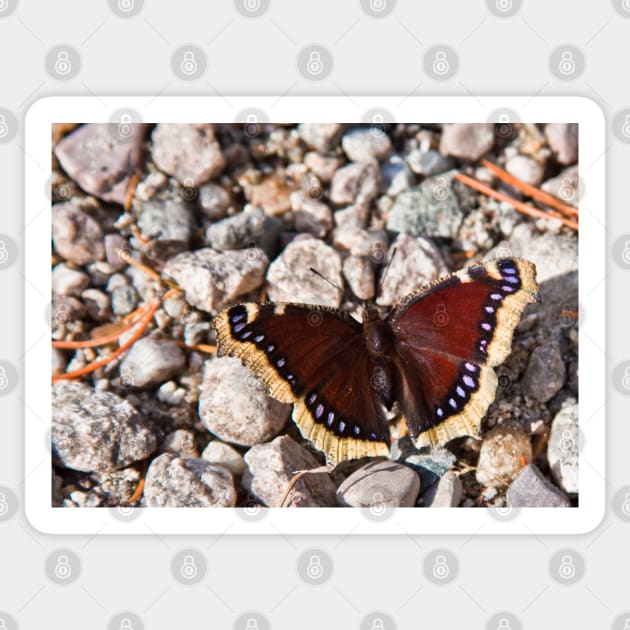 Mourning Cloak Sticker by valentina9